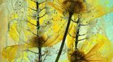 Der Brite Ian Gilmour schuf dieses Kunstwerk: "Ich habe einige wilde Mohnblumen in Wasser mit Tiarella-Blüten getaucht und sie über Nacht eingefroren. Dann legte ich den gefrorenen Block auf einen Leuchtkasten und fotografierte ihn mit meinem Supermakroobjektiv. Der erste Versuch war nicht erfolgreich, denn das Wasser war trüb. Deshalb kochte ich es vor dem zweiten Einfrieren ab, das lieferte ein besseres Resultat."
