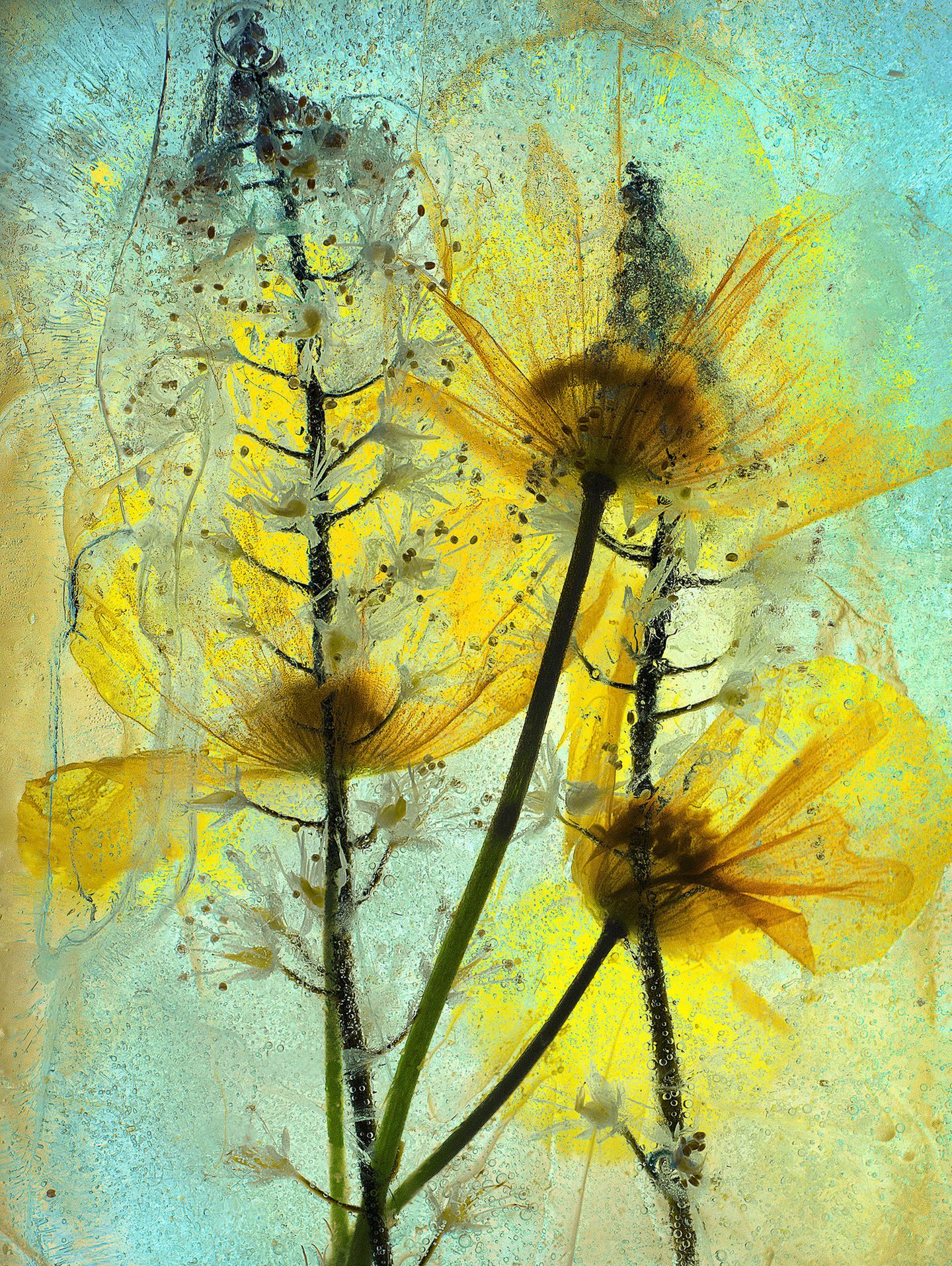 2. Platz: Ian Gilmour – "Poppies Tiarella in Ice" Der Brite Ian Gilmour schuf dieses Kunstwerk: "Ich habe einige wilde Mohnblumen in Wasser mit Tiarella-Blüten getaucht und sie über Nacht eingefroren. Dann legte ich den gefrorenen Block auf einen Leuchtkasten und fotografierte ihn mit meinem Supermakroobjektiv. Der erste Versuch war nicht erfolgreich, denn das Wasser war trüb. Deshalb kochte ich es vor dem zweiten Einfrieren ab, das lieferte ein besseres Resultat."