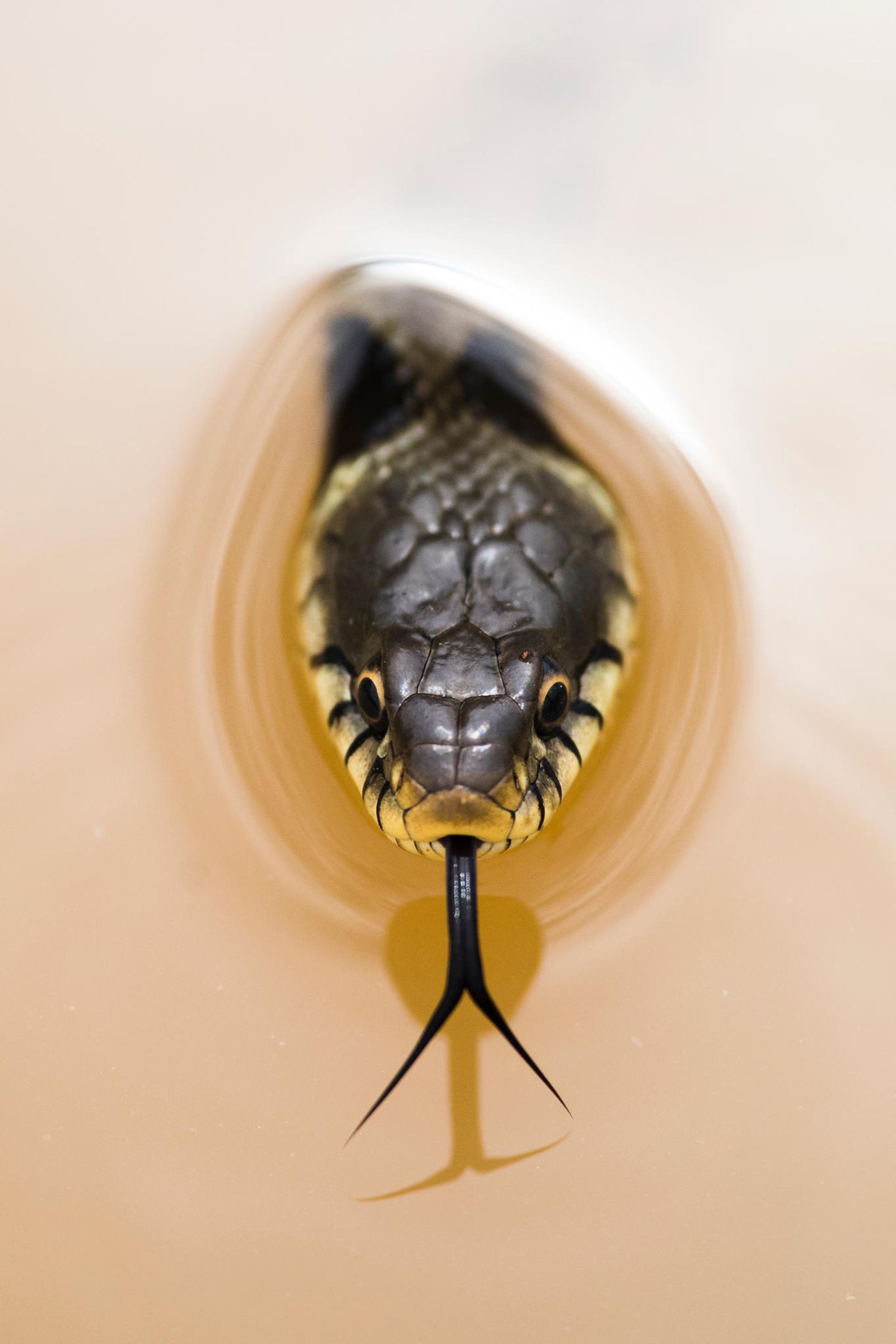 Finalist Marco Maggesi – "Periscope" Schlange schaut aus dem Wasser