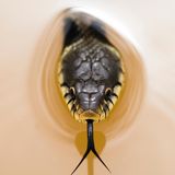 Schlange schaut aus dem Wasser