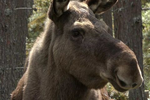 Tierportrait: Hochspringer, Profitaucher, Supernase: Das geheime Leben der Elche