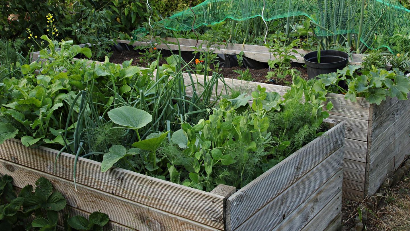 Hochbeet im Gemüsegarten