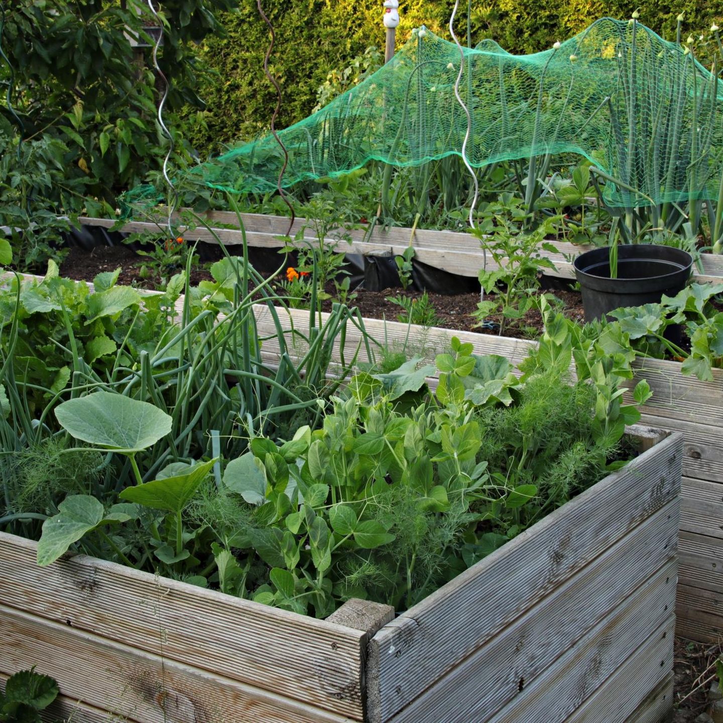 Hochbeet im Gemüsegarten
