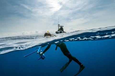 Glotins Wal-Vermessungsgerät (hier in den Händen der Meeresbiologin Marion Poubard) besteht aus zusammengeschraubten Plastikrohren, darin steckt ein Hochleistungscomputer, der die Signale von vier Unterwassermikrofonen registriert. Jedes davon weist in eine andere Richtung. Damit lässt sich nicht nur ein Pottwal scannen.Sondern auch sehr genau lokalisieren