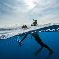 Glotins Wal-Vermessungsgerät (hier in den Händen der Meeresbiologin Marion Poubard) besteht aus zusammengeschraubten Plastikrohren, darin steckt ein Hochleistungscomputer, der die Signale von vier Unterwassermikrofonen registriert. Jedes davon weist in eine andere Richtung. Damit lässt sich nicht nur ein Pottwal scannen.Sondern auch sehr genau lokalisieren