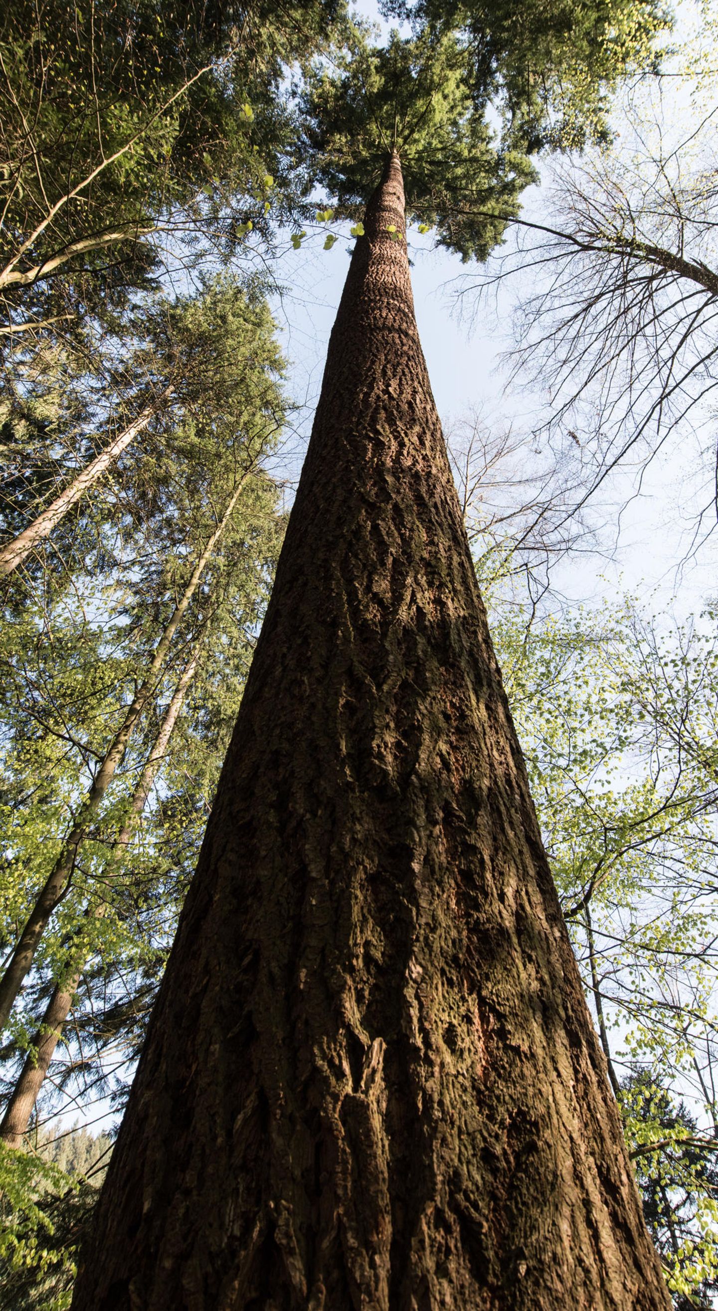 Douglasie "Waldtraut" (Freiburg) Der Titel "höchster Baum Deutschlands" geht an einen Neubürger. Denn eigentlich sind Douglasien (Pseudotsuga menziesii) in Nordamerika heimisch. Die ersten von ihnen wurden 1913 versuchsweise im Freiburger Stadtwald angepflanzt. Die Baumart wächst nicht nur schnell, sie scheint auch besser mit den steigenden Temperaturen klarzukommen als die heimische Fichte. Trotz ihrer Rekordhöhe ist "Waldtraut" mit ihren 111 Jahren noch ein junges Gewächs. In ihrer ursprünglichen Heimat können Douglasien bis zu 1400 Jahre alt und 100 Meter hoch werden. Erleben lässt sich der Riesenbaum über den Mühlenwaldweg in Freiburg Günterstal.
