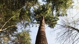 Der Titel "höchster Baum Deutschlands" geht an einen Neubürger. Denn eigentlich sind Douglasien (Pseudotsuga menziesii) in Nordamerika heimisch. Die ersten von ihnen wurden 1913 versuchsweise im Freiburger Stadtwald angepflanzt. Die Baumart wächst nicht nur schnell, sie scheint auch besser mit den steigenden Temperaturen klarzukommen als die heimische Fichte. Trotz ihrer Rekordhöhe ist "Waldtraut" mit ihren 111 Jahren noch ein junges Gewächs. In ihrer ursprünglichen Heimat können Douglasien bis zu 1400 Jahre alt und 100 Meter hoch werden. Erleben lässt sich der Riesenbaum über den Mühlenwaldweg in Freiburg Günterstal.