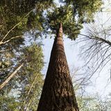 Der Titel "höchster Baum Deutschlands" geht an einen Neubürger. Denn eigentlich sind Douglasien (Pseudotsuga menziesii) in Nordamerika heimisch. Die ersten von ihnen wurden 1913 versuchsweise im Freiburger Stadtwald angepflanzt. Die Baumart wächst nicht nur schnell, sie scheint auch besser mit den steigenden Temperaturen klarzukommen als die heimische Fichte. Trotz ihrer Rekordhöhe ist "Waldtraut" mit ihren 111 Jahren noch ein junges Gewächs. In ihrer ursprünglichen Heimat können Douglasien bis zu 1400 Jahre alt und 100 Meter hoch werden. Erleben lässt sich der Riesenbaum über den Mühlenwaldweg in Freiburg Günterstal.