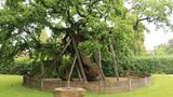 Der Titel "ältester Baum Deutschlands" geht – vermutlich – an eine Eiche in der Gemeinde Raesfeld in Nordrhein-Westfalen. Vermutlich, weil Expert*innen auch das Alter dieses Baumes nur schätzen können. In seinem Fall auf 900 bis 950 Jahre. Der Riese wird urkundlich schon 1363 als Gerichtsbaum erwähnt, muss also schon im Mittelalter eine imposante Erscheinung gehabt haben. Der Methusalem unter den Bäumen Deutschlands ist eine Skulptur von miteinander verbundenen Stammteilen. Heute hat er einen Stammumfang von rund 13 Metern – und erfreut sich trotz anderslautender Prognosen einer dem Alter entsprechend guten Gesundheit.