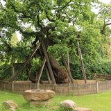 Der Titel "ältester Baum Deutschlands" geht – vermutlich – an eine Eiche in der Gemeinde Raesfeld in Nordrhein-Westfalen. Vermutlich, weil Expert*innen auch das Alter dieses Baumes nur schätzen können. In seinem Fall auf 900 bis 950 Jahre. Der Riese wird urkundlich schon 1363 als Gerichtsbaum erwähnt, muss also schon im Mittelalter eine imposante Erscheinung gehabt haben. Der Methusalem unter den Bäumen Deutschlands ist eine Skulptur von miteinander verbundenen Stammteilen. Heute hat er einen Stammumfang von rund 13 Metern – und erfreut sich trotz anderslautender Prognosen einer dem Alter entsprechend guten Gesundheit.