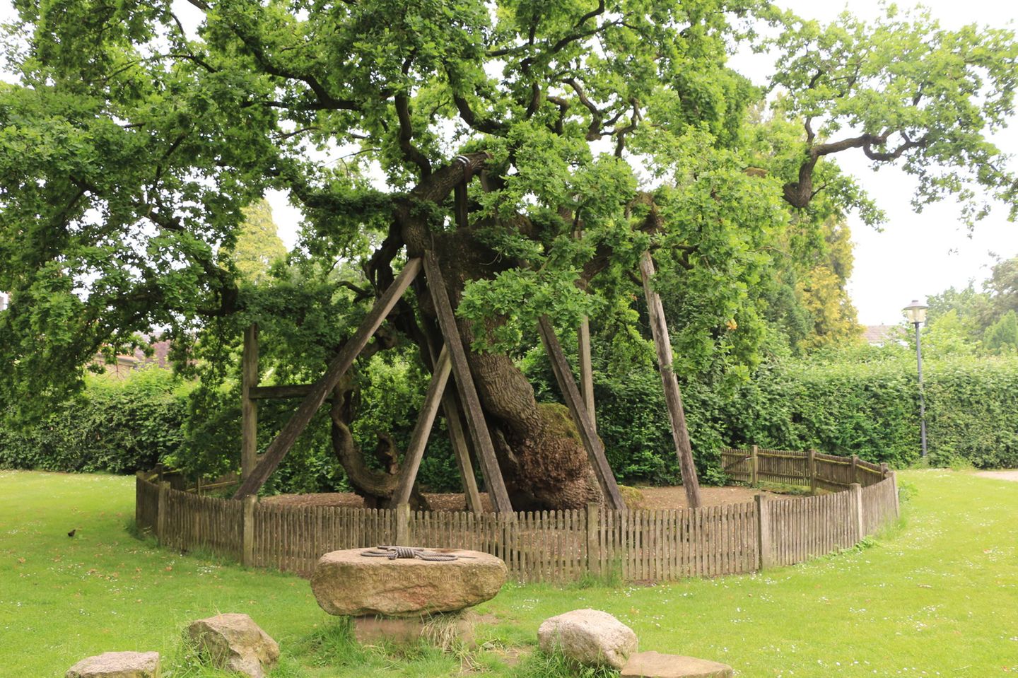 Erler Femeiche (Raesfeld, Nordrhein-Westfalen) Der Titel "ältester Baum Deutschlands" geht – vermutlich – an eine Eiche in der Gemeinde Raesfeld in Nordrhein-Westfalen. Vermutlich, weil Expert*innen auch das Alter dieses Baumes nur schätzen können. In seinem Fall auf 900 bis 950 Jahre. Der Riese wird urkundlich schon 1363 als Gerichtsbaum erwähnt, muss also schon im Mittelalter eine imposante Erscheinung gehabt haben. Der Methusalem unter den Bäumen Deutschlands ist eine Skulptur von miteinander verbundenen Stammteilen. Heute hat er einen Stammumfang von rund 13 Metern – und erfreut sich trotz anderslautender Prognosen einer dem Alter entsprechend guten Gesundheit.