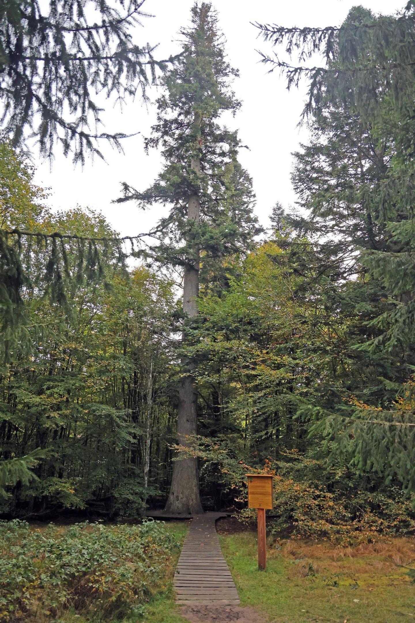 Weißtanne im Nationalpark Bayerischer Wald Urwaldtanne am Zwieslerwaldhaus, Nationalerbe Baum