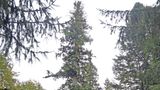 Urwaldtanne am Zwieslerwaldhaus, Nationalerbe Baum