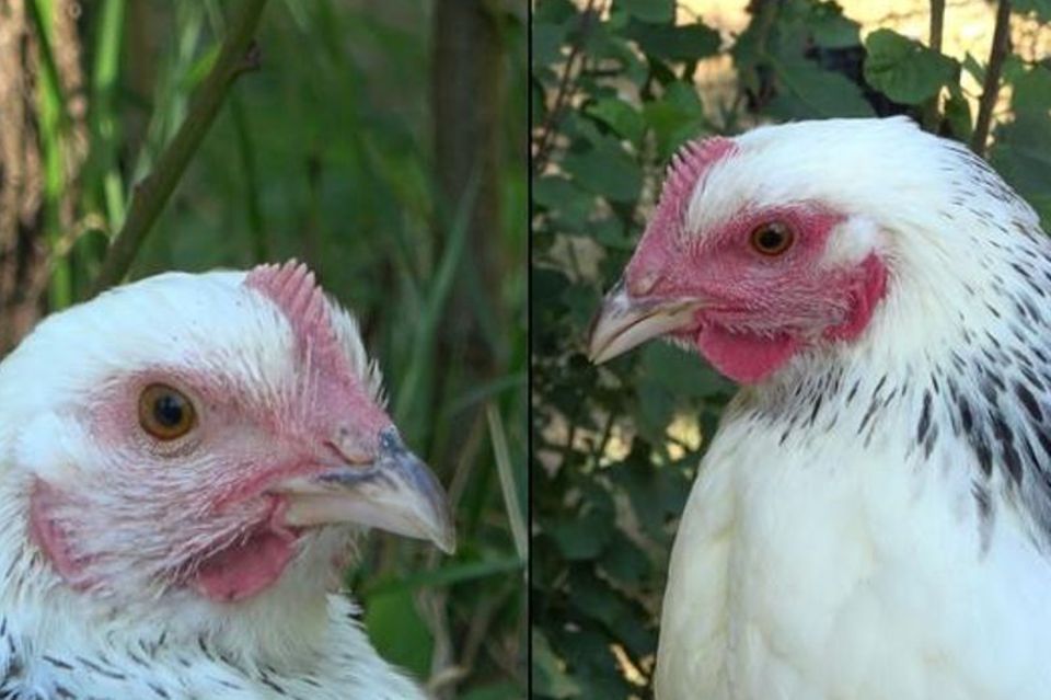 Die linke Henne ist den Angaben zufolge im Ruhezustand und daher ist ihr Gesicht nur leicht rot gefärbt. Rechts sieht man ein st