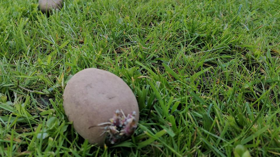 Kartoffeln pflanzen ohne Umgraben