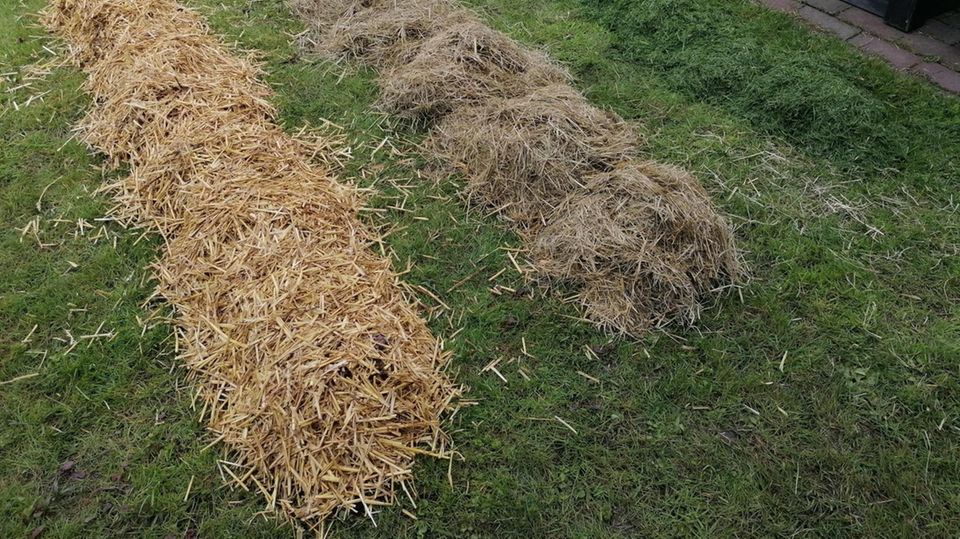 Kartoffeln unter Stroh, Heu und Grasschnitt