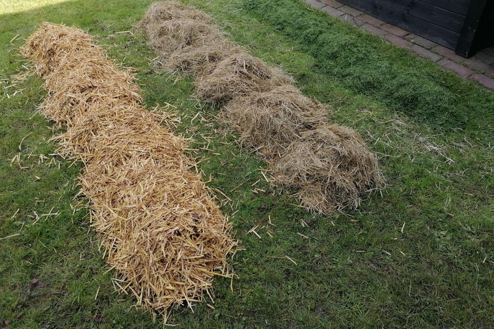 Kartoffeln unter Stroh, Heu und Grasschnitt