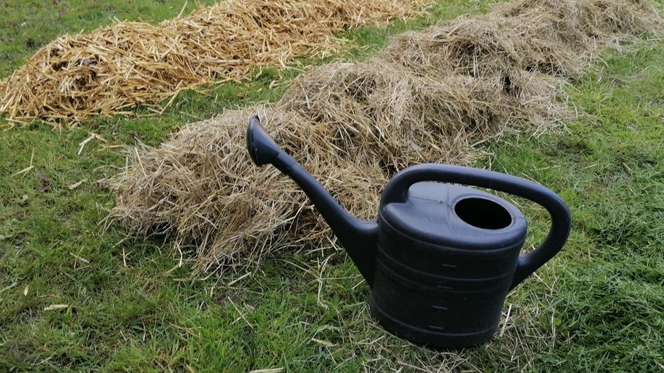 Kartoffeln pflanzen und angießen