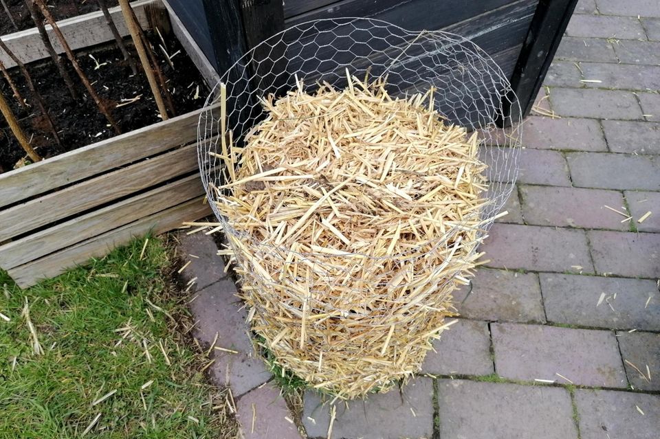 Kartoffeln pflanzen im Turm