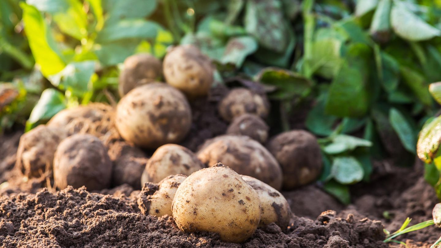 Kartoffeln pflanzen