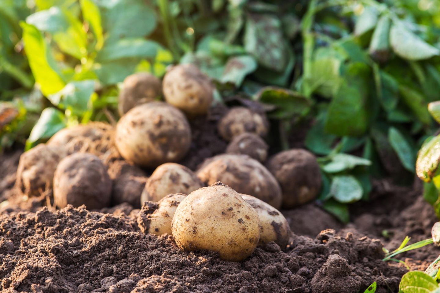 Best HD Pictures about  Kartoffeln Im Juni Pflanzen  with No AI Images