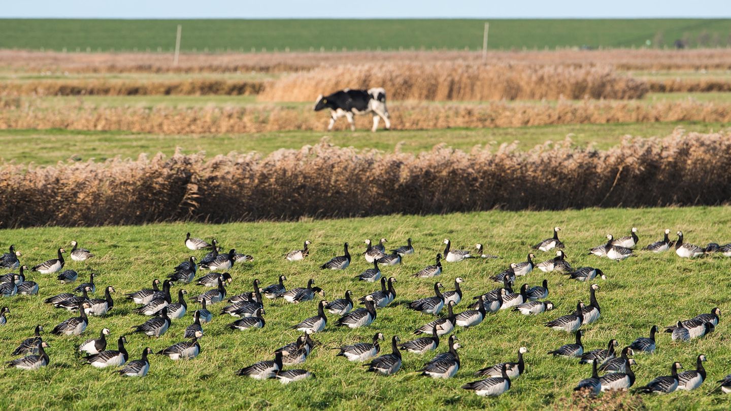 In den USA wurden Milchkühe in den letzten Wochen mit dem Vogelgrippe-Virus H5N1 infiziert