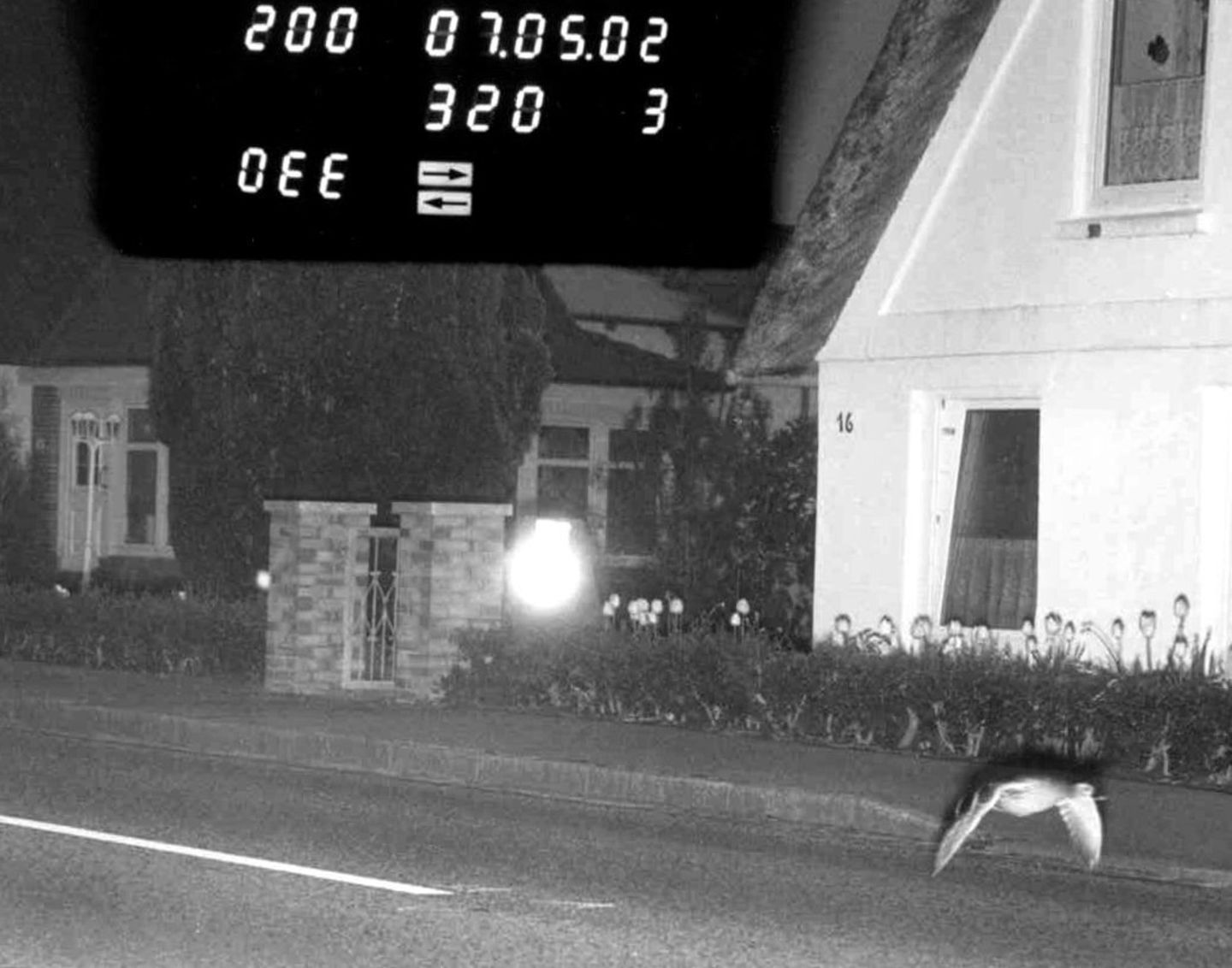 Schnelle Ente Foto einer nächtlichen Straße, über der eine Ente im Tiefflug zu sehen ist
