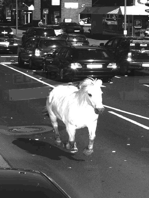 Ein weißes Pferd gallopiert auf einer Straße, fotografisch festgehalten von einem Ampelblitzer