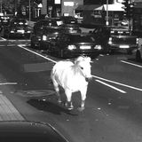 Ein weißes Pferd gallopiert auf einer Straße, fotografisch festgehalten von einem Ampelblitzer