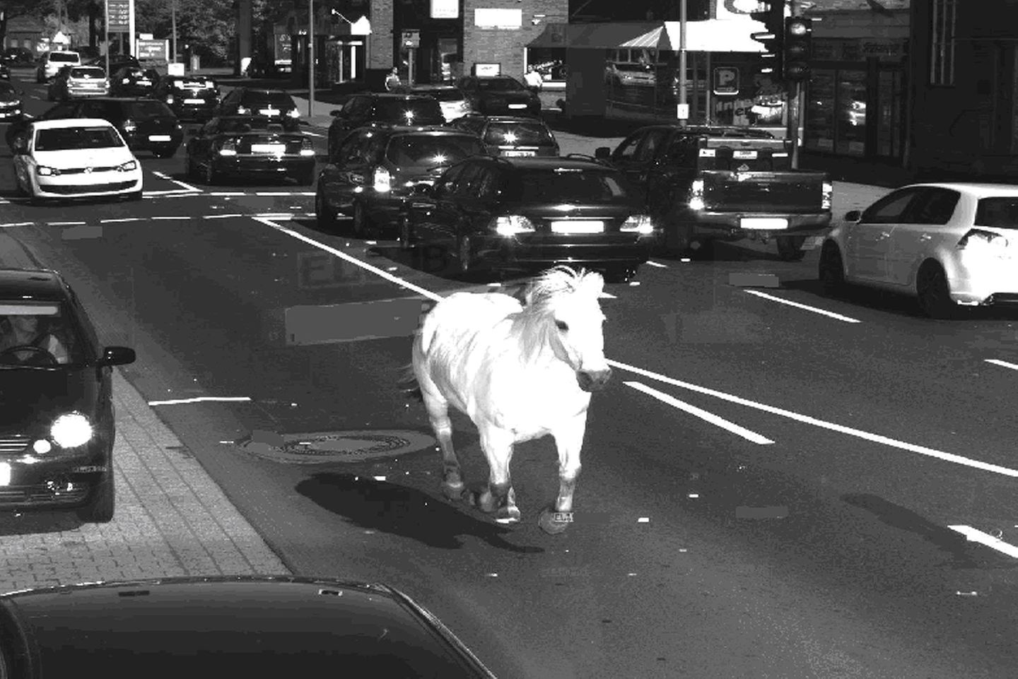 Ein weißes Pferd gallopiert auf einer Straße, fotografisch festgehalten von einem Ampelblitzer