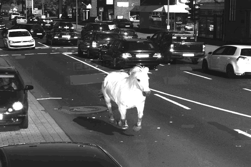 Ein weißes Pferd gallopiert auf einer Straße, fotografisch festgehalten von einem Ampelblitzer  1.496