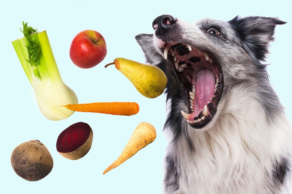 Hund schnappt nach Gemüse und Obst – Fotomontage