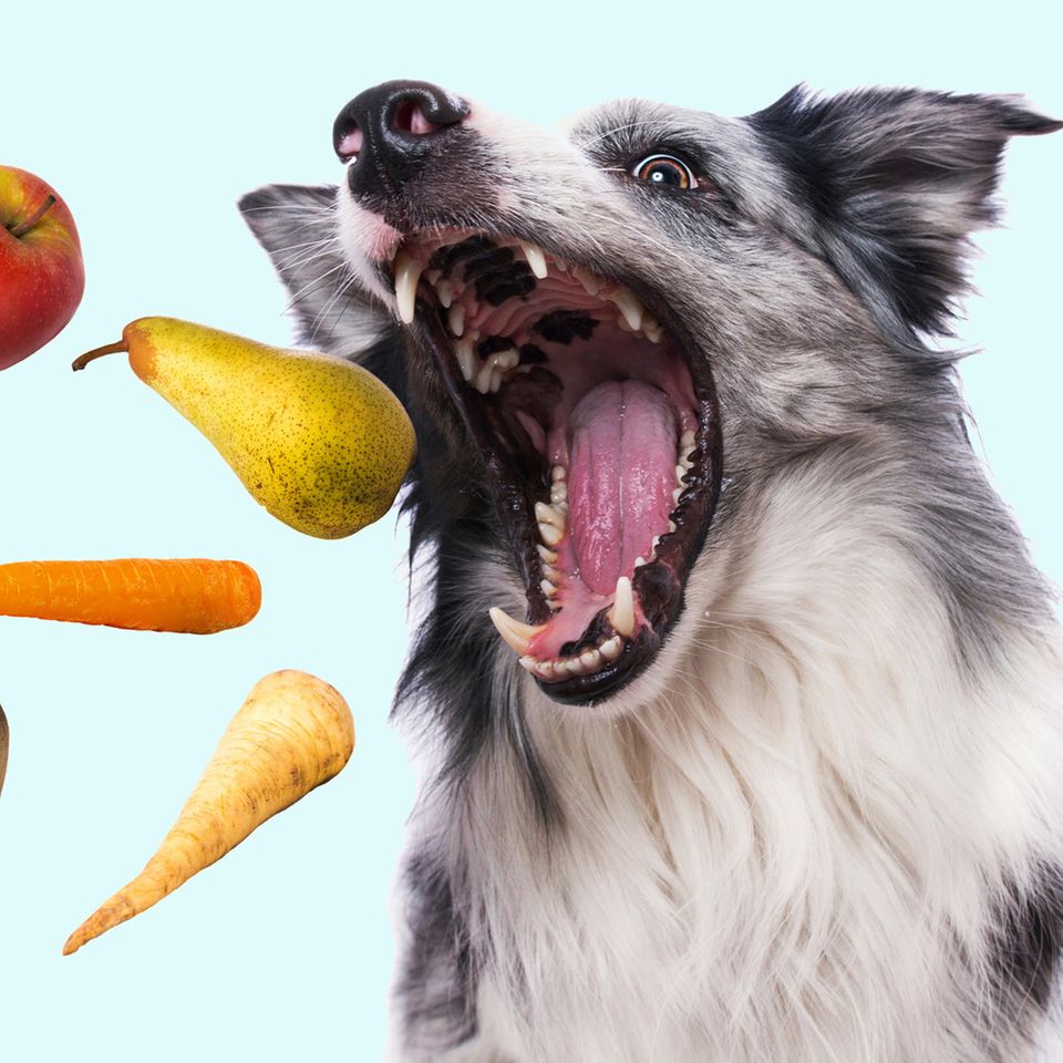 Hund schnappt nach Gemüse und Obst – Fotomontage