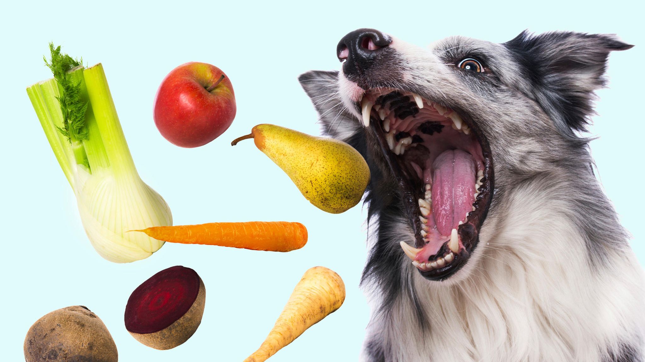 Hund schnappt nach Gemüse und Obst – Fotomontage Hund schnappt nach Gemüse und Obst – Fotomontage
