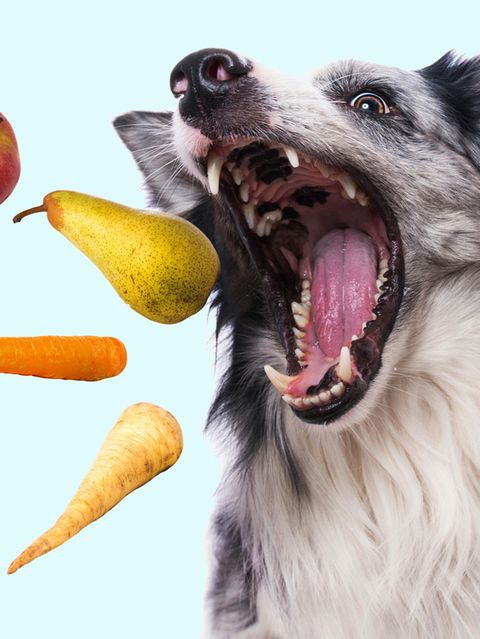 Hund schnappt nach Gemüse und Obst – Fotomontage