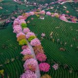 Dichte Naturwälder, große Artenvielfalt und Heimat endemischer Tier- und Pflanzenarten – der Longyan-Geopark im Südosten Chinas ist auch der Geburtsort der Hakka-Kultur. Viele ihrer Traditionen halten sich bis heute, darunter der "You Da Long", der Tanz der Einheimischen in einer großen Drachenformation.