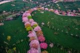 Dichte Naturwälder, große Artenvielfalt und Heimat endemischer Tier- und Pflanzenarten – der Longyan-Geopark im Südosten Chinas ist auch der Geburtsort der Hakka-Kultur. Viele ihrer Traditionen halten sich bis heute, darunter der "You Da Long", der Tanz der Einheimischen in einer großen Drachenformation.