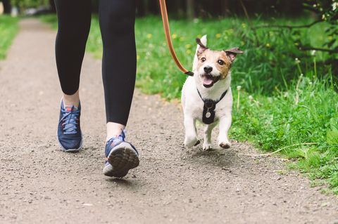 Hund joggt an der Leine