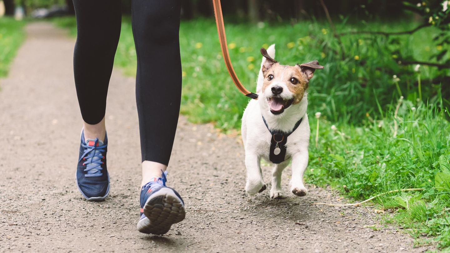 Hund joggt an der Leine