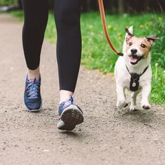 Hund joggt an der Leine