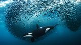 Orca jagt Heringe