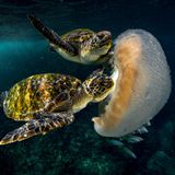 Grüne Meeresschildkröten essen eine Qualle
