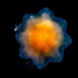 Barschartigen versteckt sich unter dem Schirm einer Gelben Haarqualle