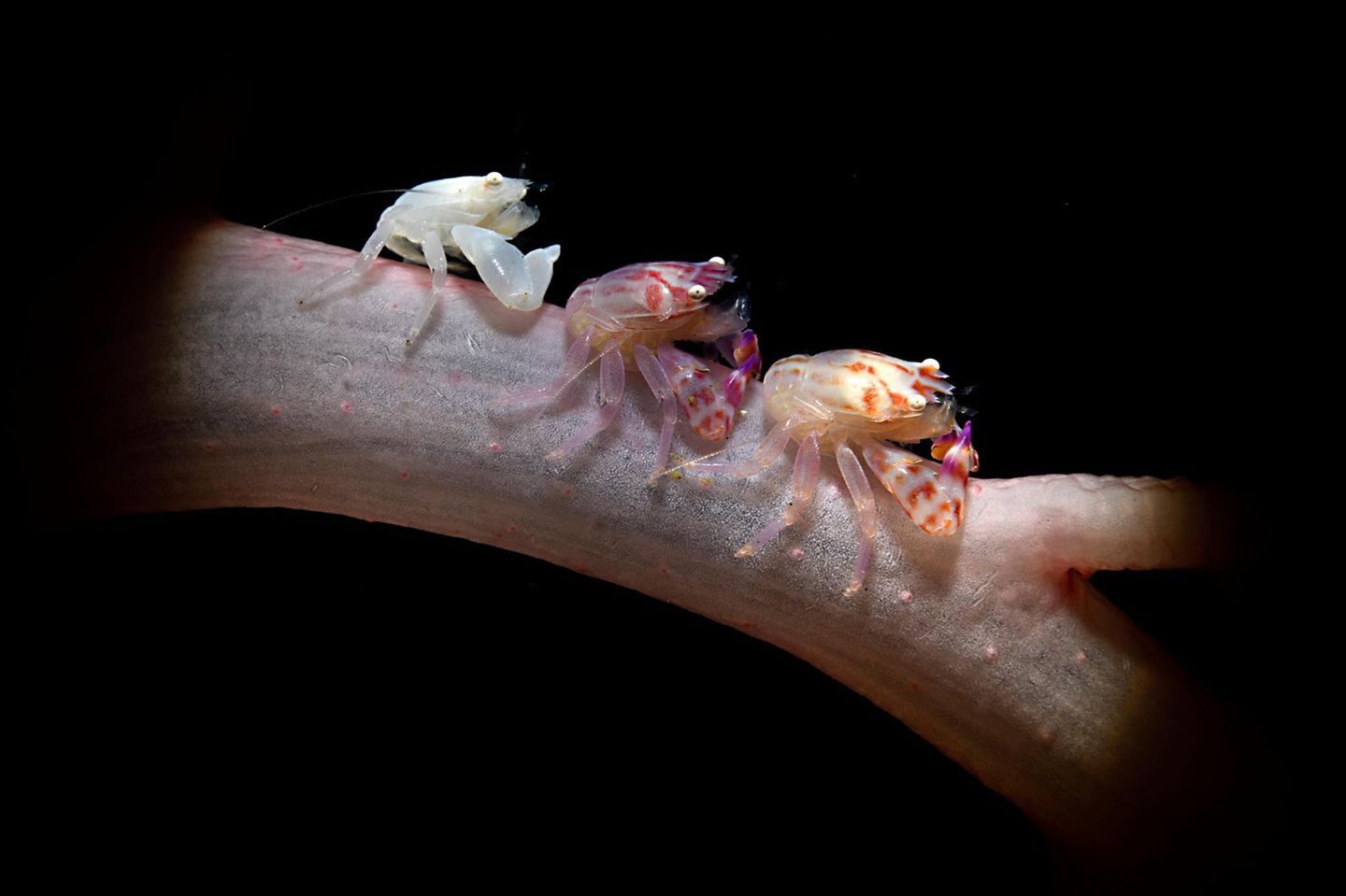 Drei Porzellankrebse