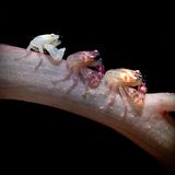 Drei Porzellankrebse