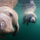 Zwei Karibische Manatis