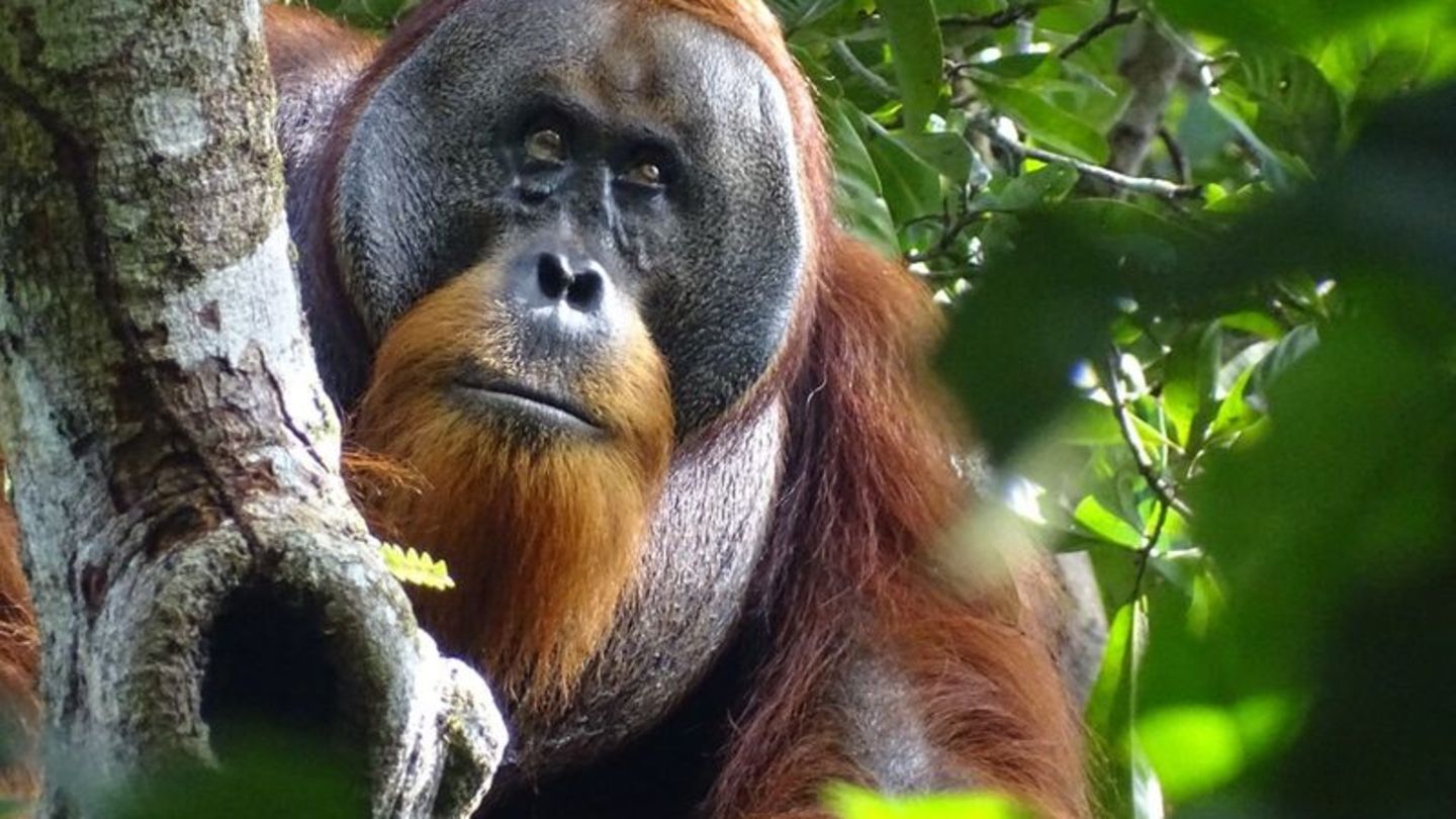 Der männliche Sumatra-Orang-Utan namens Rakus im Urwald von Suaq Balimbing