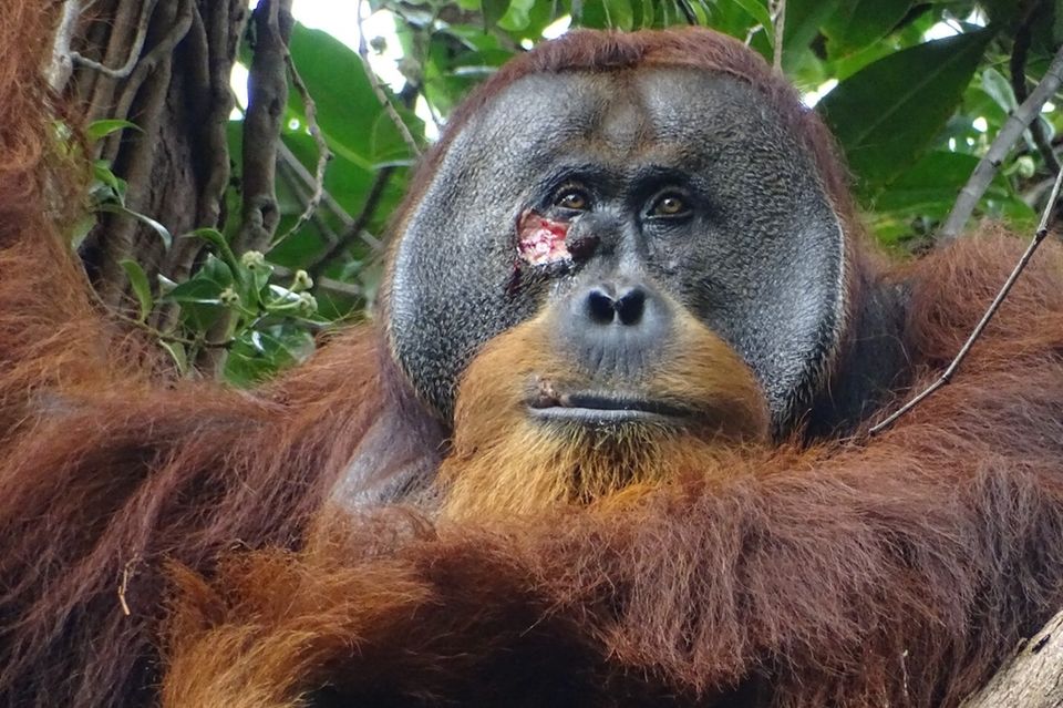 Orang Utan-Männchen im Urwald von Suaq Balimbing