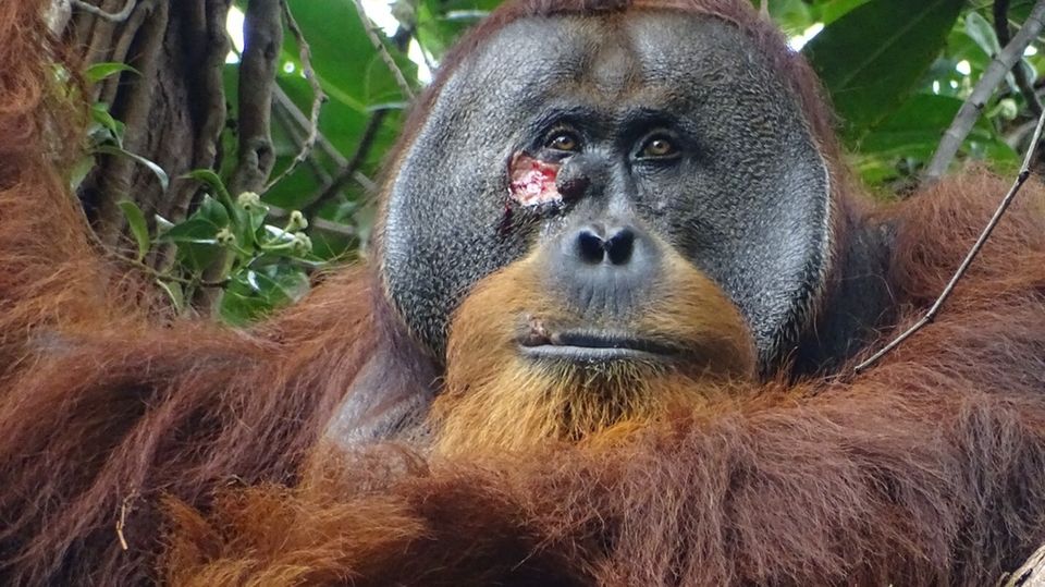 Orang Utan-Männchen im Urwald von Suaq Balimbing