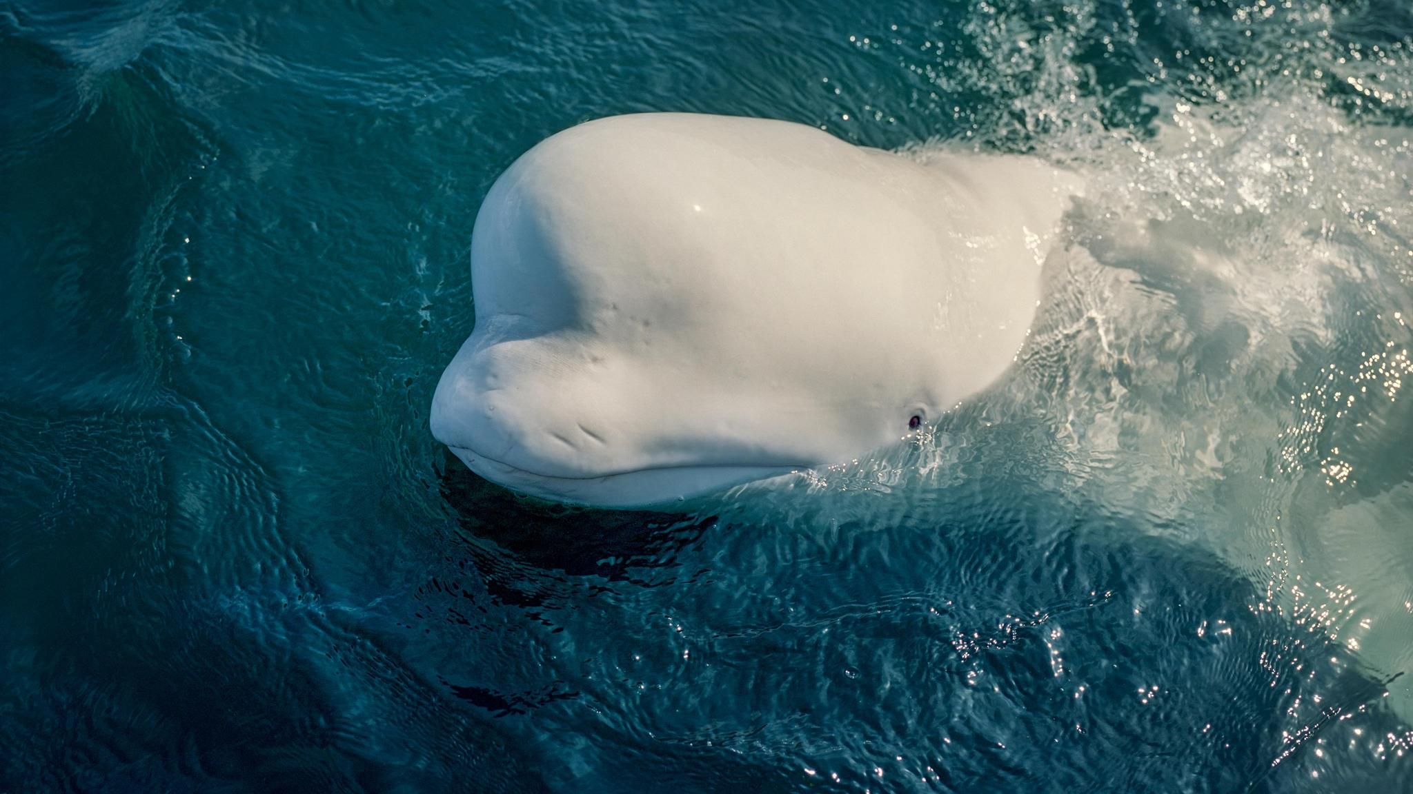 Belugas machen einen stets gut gelaunten Eindruck. Doch das liegt allein an ihrer Physiognomie. Was wirklich in den intelligenten, empfindsamen Tieren vor sich geht, das können wir nur erahnen